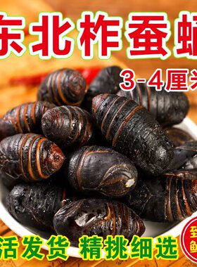 蚕蛹东北特产野生柞蚕蛹活蚕蛹2021大茧蛹500g新鲜大蚕蛹茧蛹包邮