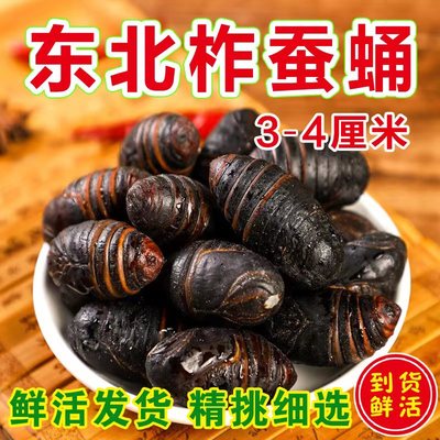 蚕蛹东北茧蛹黄蚕蛹鲜活