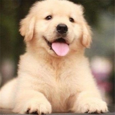 合?#23460;?#21069;纯种家养金毛犬大骨架幼犬活体寻回犬导盲犬?#34892;?#23456;物狗