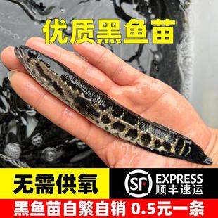 黑鱼苗淡水养殖食用好养乌鳢生财鱼苗活体冷水观赏鱼小乌鱼苗