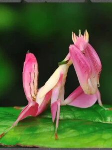 兰花螳螂活体螳螂指尖宠物昆虫小朋友礼物微距摄影办公室萌宠螳螂