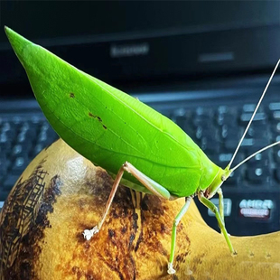素背螽斯巨拟叶螽斯布鲁纳冠脉纺织娘指尖萌宠特色爬宠昆虫鸣虫