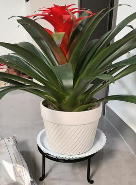 欧式单层铁艺矮花架落地阳台客厅室外绿萝多肉花盆展示架防锈款