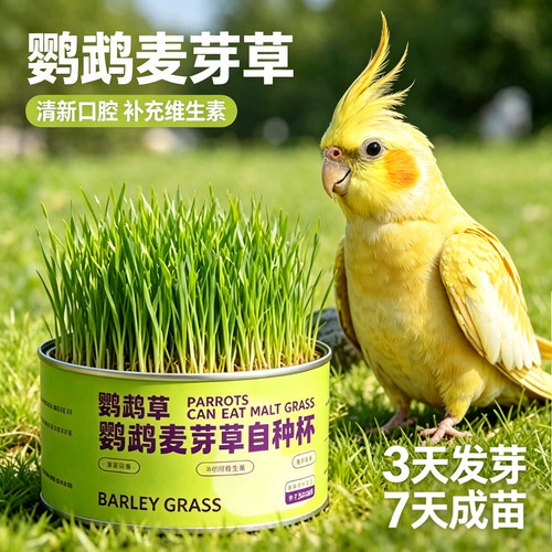 鹦鹉麦芽草粮大麦种子鹦鹉食用啃咬料鸟草盒零食消化解闷防啄毛饲