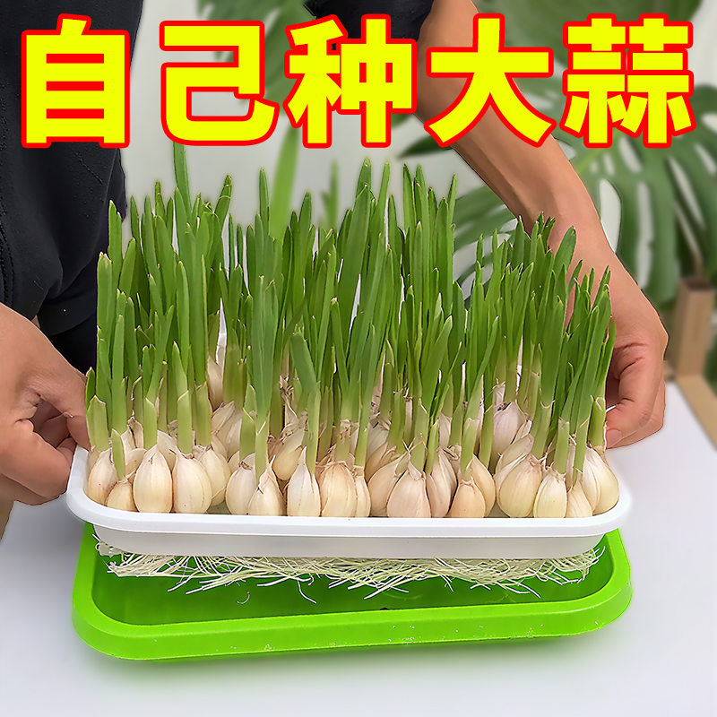 室内蒜苗盆栽大蒜种植盆种红葱头神器家庭阳台种菜盘栽种蒜黄水培