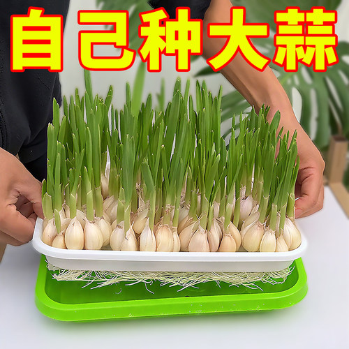 室内蒜苗盆栽大蒜种植盆种红葱头神器家庭阳台种菜盘栽种蒜黄水培