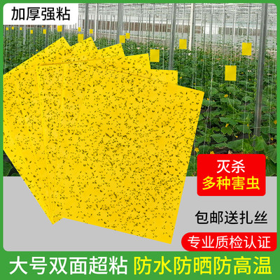 粘虫板黄板双面粘小飞虫神器