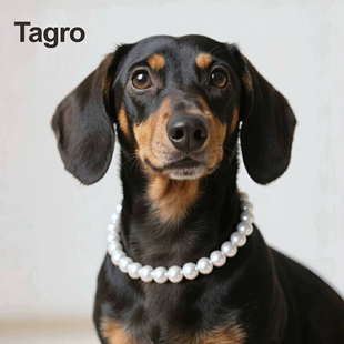 猫狗配饰圈 Tagro原创澳白珍珠项链宠物猫项链小众狗项链人宠同款