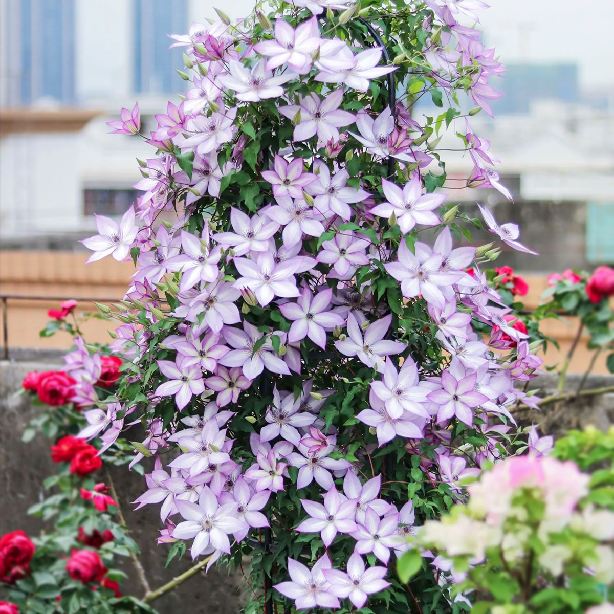 铁线莲爬藤植物庭院耐寒绿植盆栽小苗乌托邦银币阳台四季攀援花卉