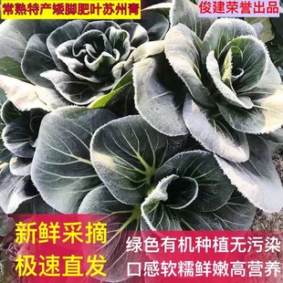 中通邮 常熟董浜软糯矮脚苏州青非苏北乌塌菜新鲜采摘叶肥火锅菜
