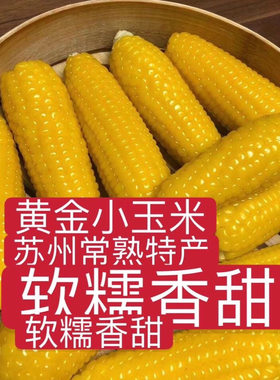 现摘带壳黄金小玉米俊建软糯香甜