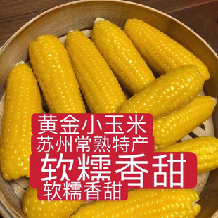 发京东 常熟董浜特产 黄金小玉米新鲜农家现摘网红早餐甜香糯玉米