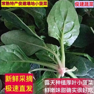 常熟特产 塌地小菠菜 现摘现发红根肥叶小菠菜火锅菜非青菜乌塌菜