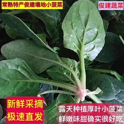 常熟特产现摘红根肥叶塌地小菠菜
