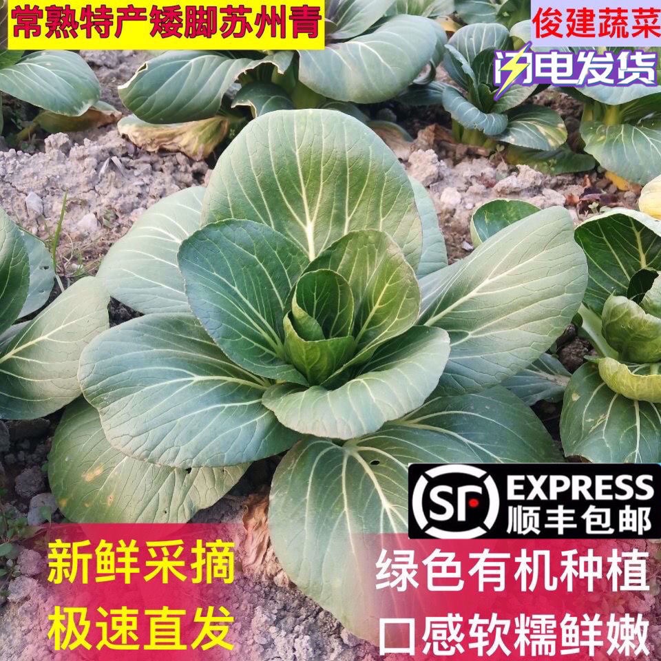 顺丰包邮  矮脚苏州青常熟特产新鲜火锅蔬菜老少都喜欢吃非苏北菜