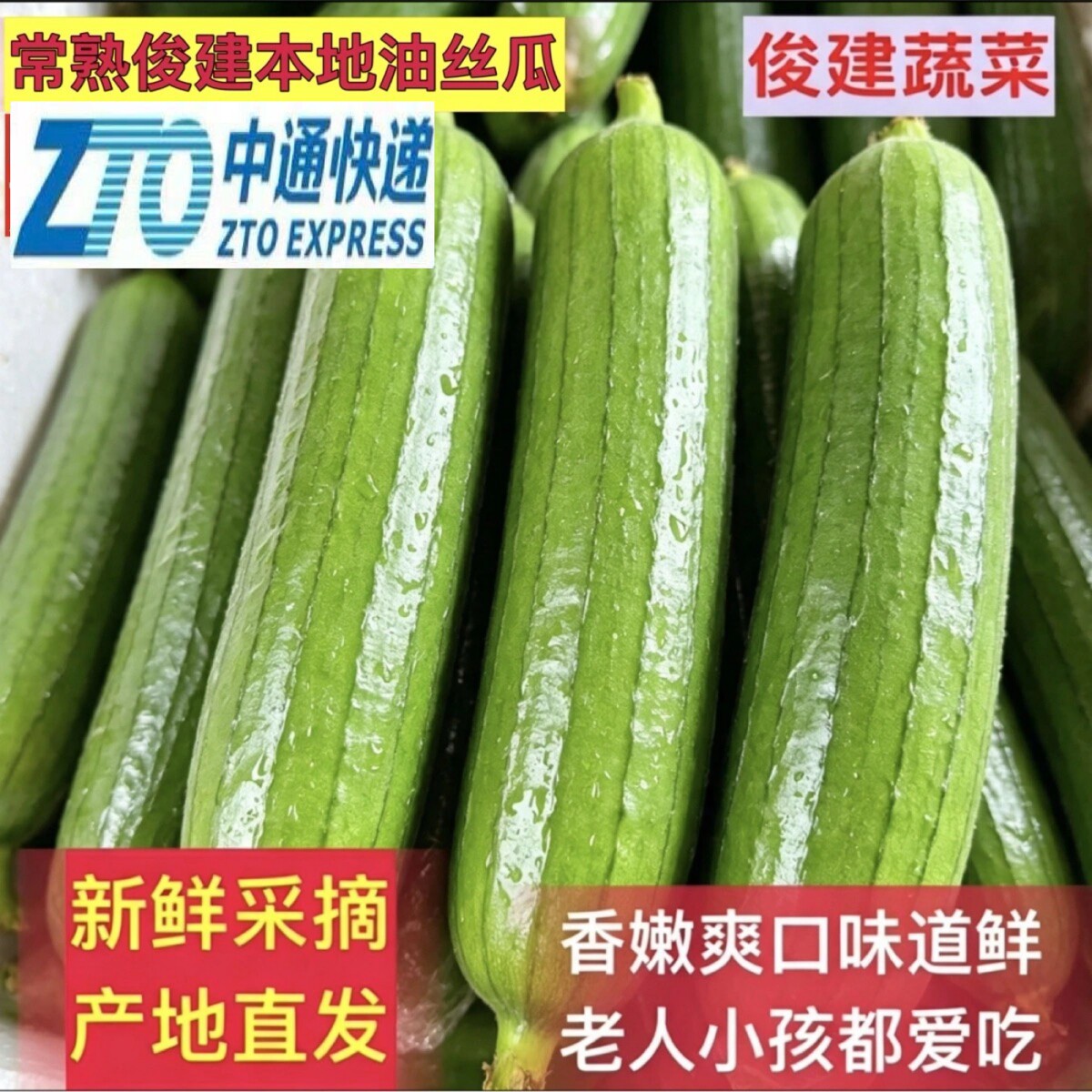 中通常熟俊建本地油丝瓜新鲜蔬菜笨丝瓜自然成熟现摘现发网红瓜