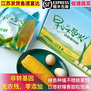 顺丰包邮 早安大苞米黄金糯玉米自然熟真空包装非转基因香糯可口