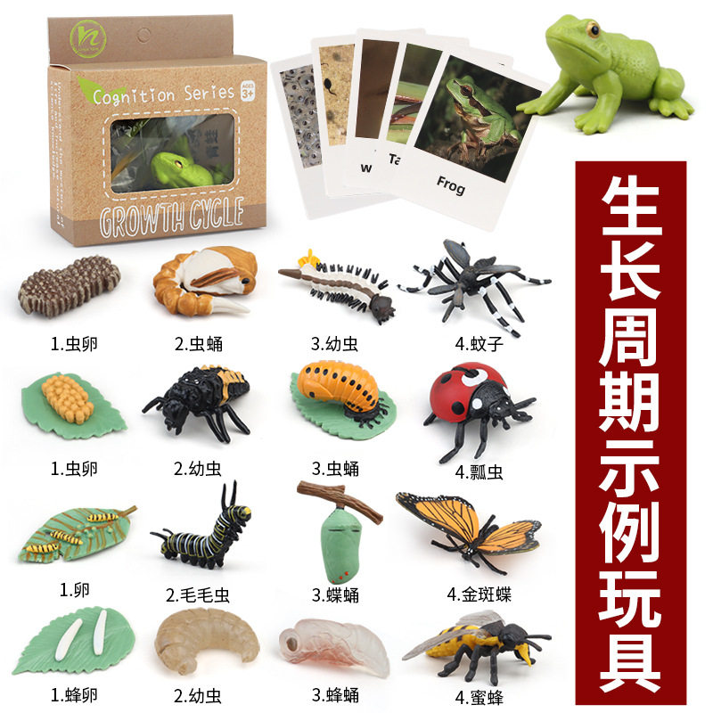 跨境儿童玩具模型青蛙海龟鸡昆虫动物植物生长周期蒙氏幼儿园教具
