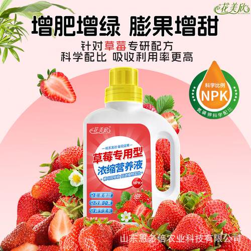 草莓肥料专用肥营养液