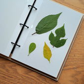 简约儿童植物标本 活页DIY覆膜相册 收集册干花树叶标本收纳册