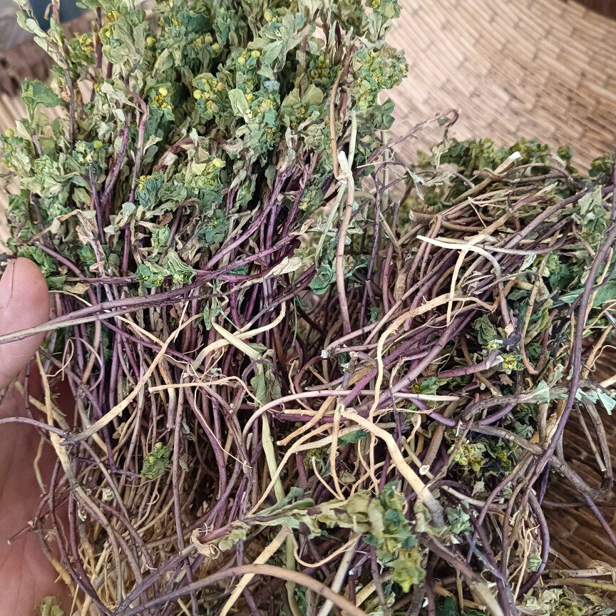 泽漆当季新货中药材泽漆猫眼草五朵云马虎眼新鲜晒干500g猫眼草