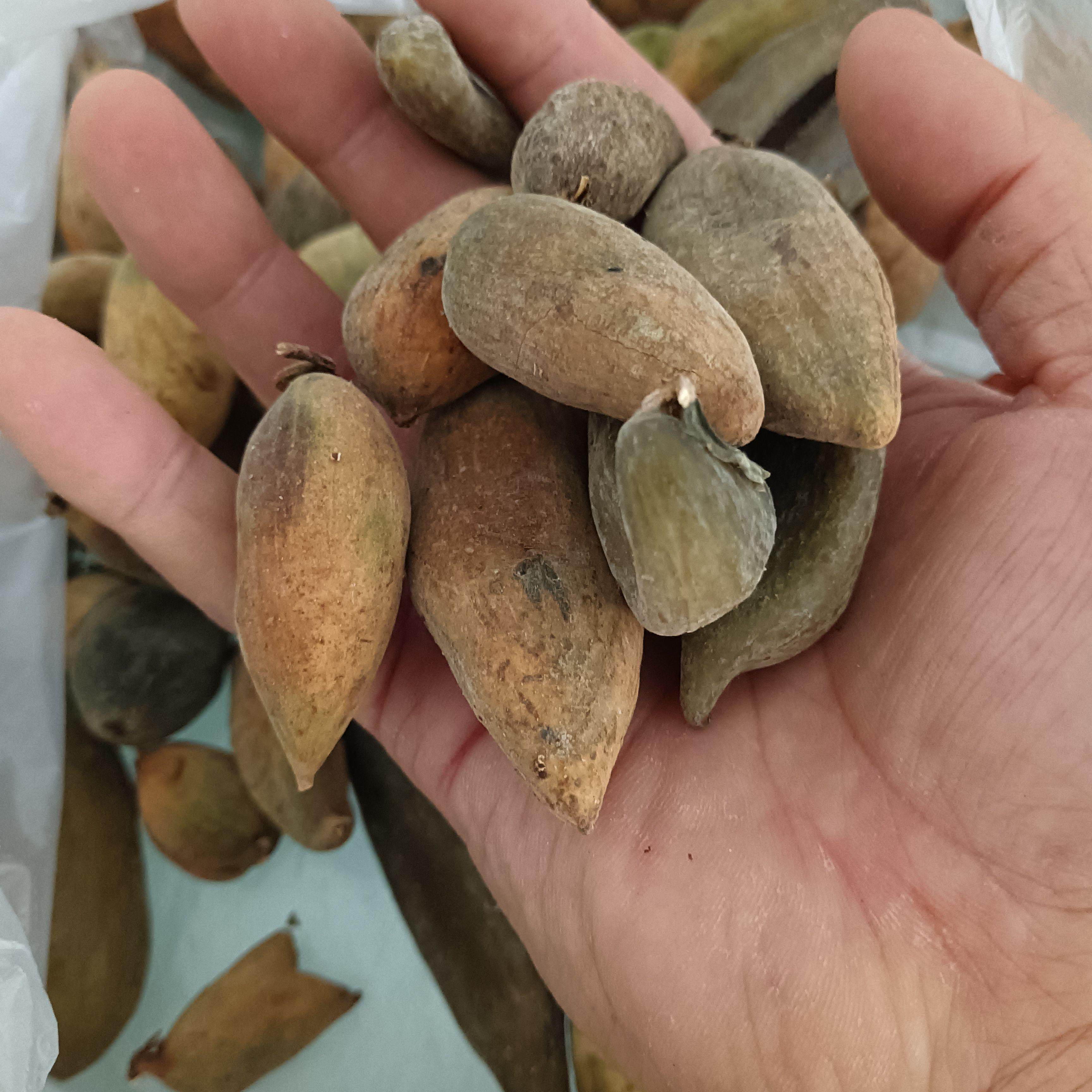 正宗陕西汉中野生中药材五倍子百虫仓500克深山五倍子无硫整个