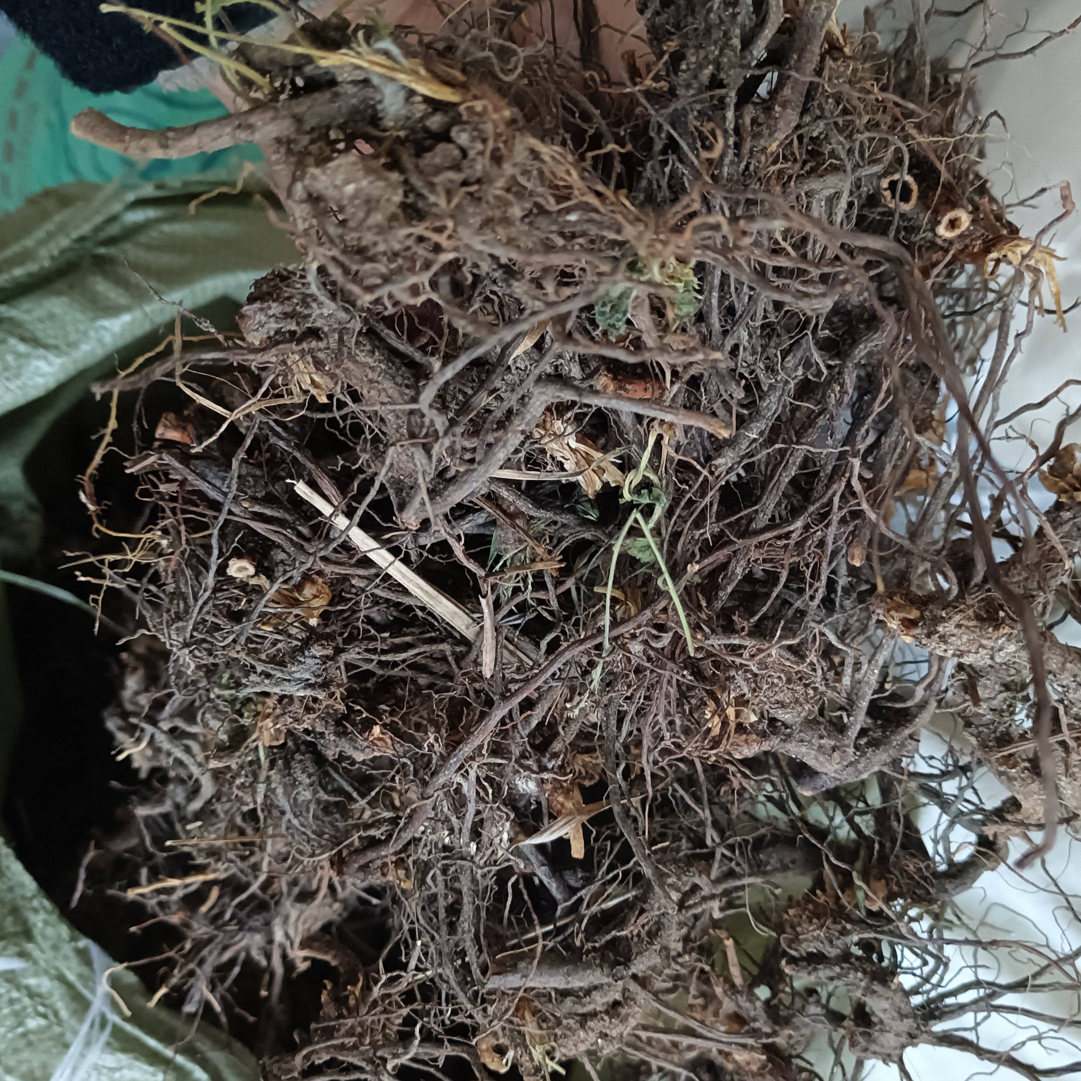 正宗陕西深山仙鹤草根中药材500g龙牙草根农家深山采挖无硫图片
