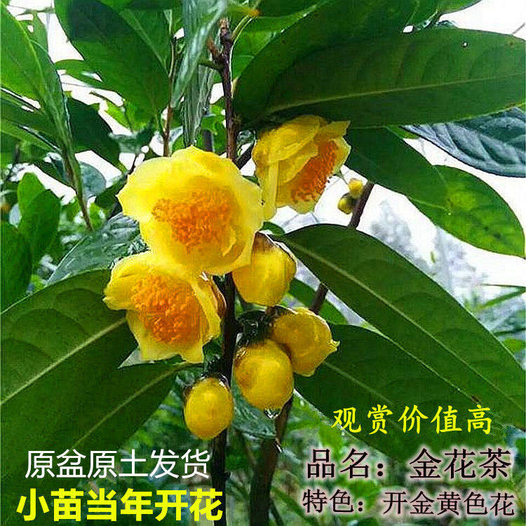 名贵树苗庭院盆景木本金花茶