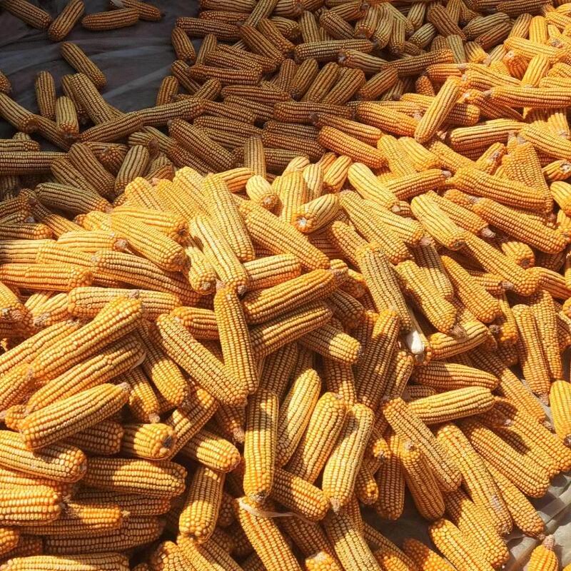 干玉米棒子带叶农家乐装饰带皮苞米棒活动教学道具宠物磨牙口粮