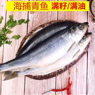 新鲜青鱼沙丁鱼海鲜深海冷水鱼海捕青鱼排鱼冷冻青占鱼