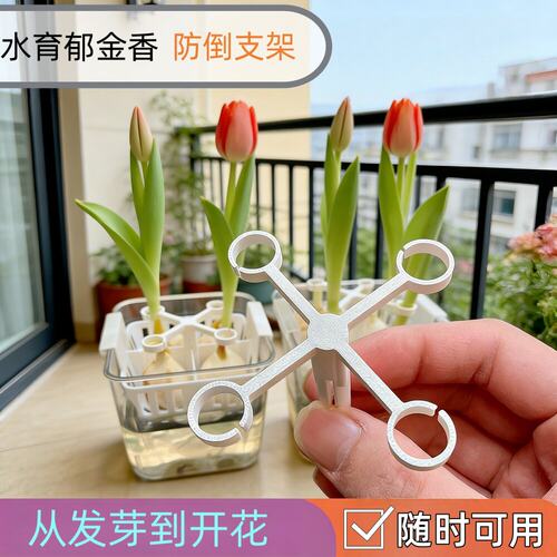 水培郁金香防倒支架塑料固定夹