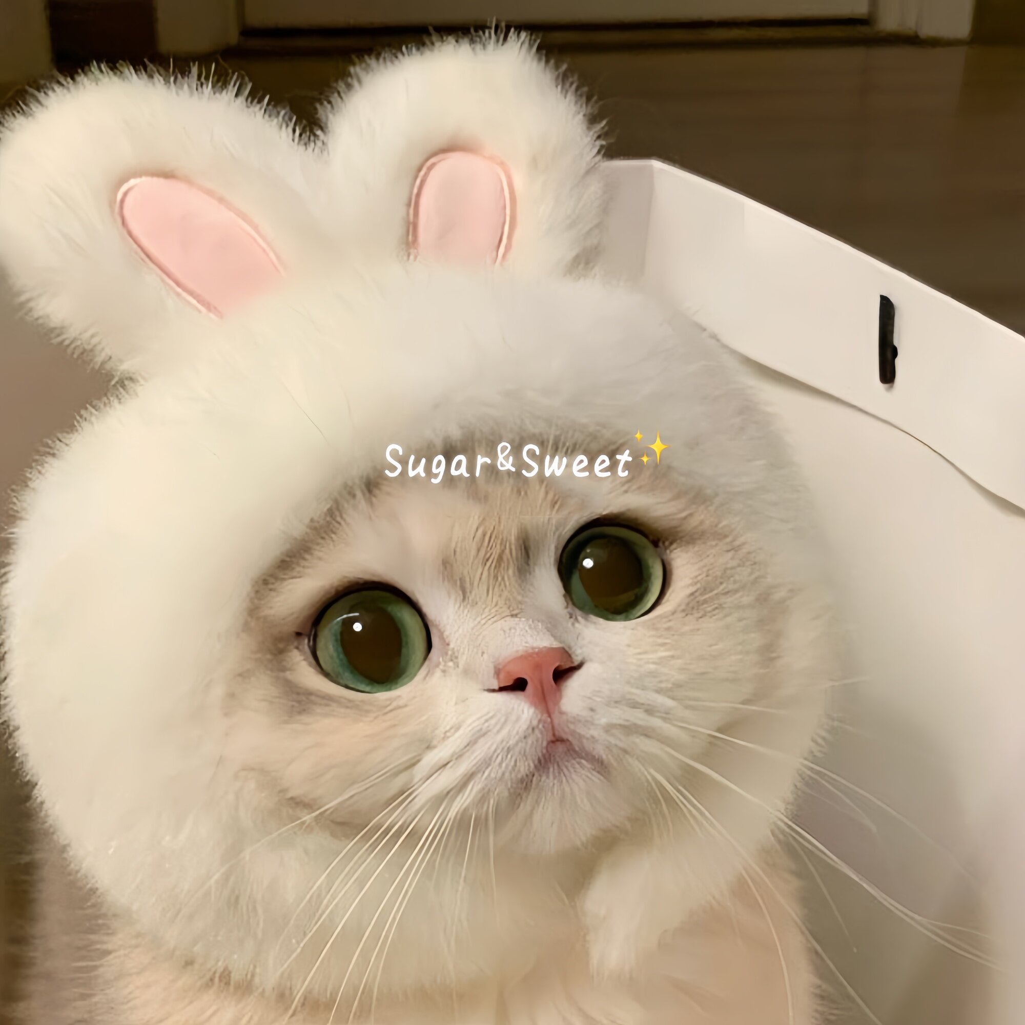 宠物兔子头套猫咪狗狗网红兔兔帽可装扮兔耳朵帽子拍照饰品新款