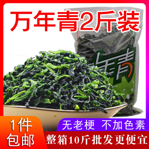 宁波嫩菜芯万年青菜干蔬菜贡菜干