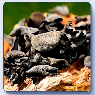 东北大兴安岭黑木耳干货特产级山珍非野生无根大碗优选官方旗舰店