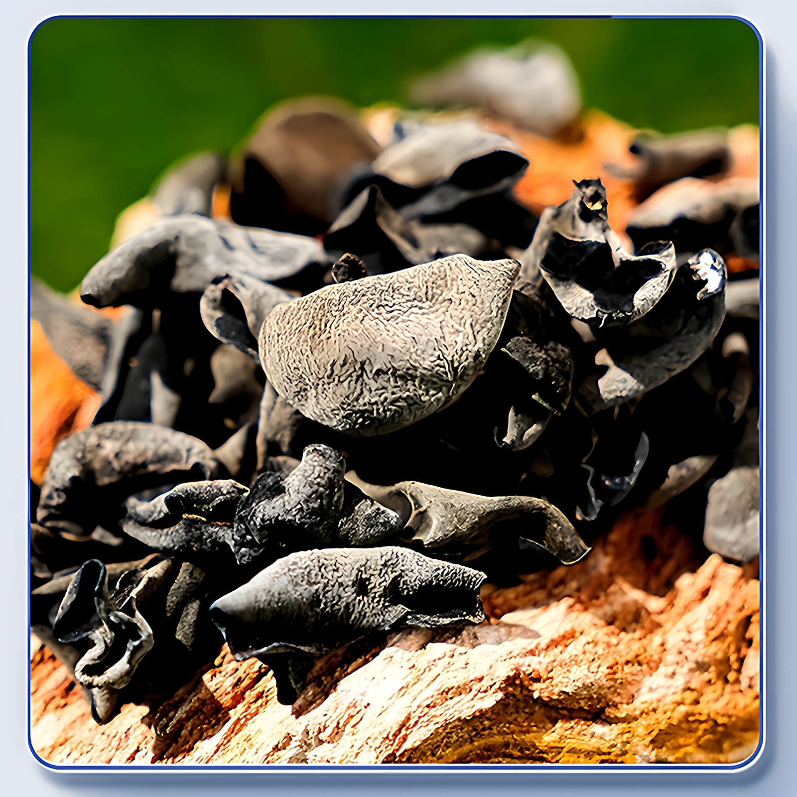 东北大兴安岭黑木耳干货特产级