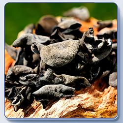 东北大兴安岭黑木耳干货特产级山珍非野生无根大碗优选官方旗舰店