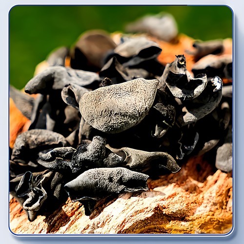 东北大兴安岭黑木耳干货特产级