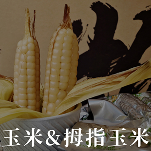 版纳 拇指小玉米