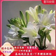 六初百合鲜花全色系超香超长花期大头重瓣瓶插多头云南基地直发