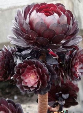 多肉植物铜壶粉女巫法师锦爱丽丝魅影美杜莎多肉手捧花木质化老桩