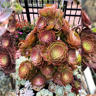 万圣节老桩一物一拍 多肉植物万圣节法师老桩 万圣节缀化老桩肉肉