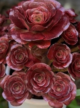 新款魅金玫瑰法师多肉植物好养超大颗肉肉高档老桩盆栽花卉高颜值