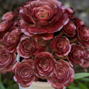 新款 魅金玫瑰法师多肉植物好养超大颗肉肉高档老桩盆栽花卉高颜值