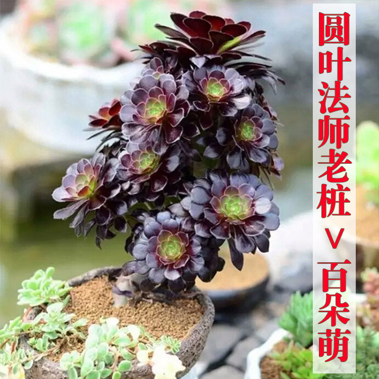 厚圆叶法师老桩超大圆叶黑法师荷兰圆叶玫瑰法师老桩小厚圆叶法师