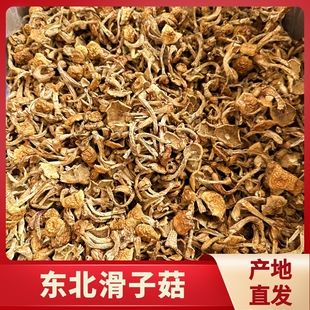 东北特产滑子菇干货500g包邮小黄磨滑子蘑新鲜野生蘑菇小鸡炖蘑菇