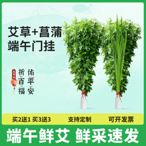 端午节艾草门挂新鲜整棵艾叶菖蒲