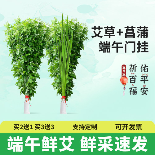 端午艾草叶挂门整棵新鲜艾草菖蒲