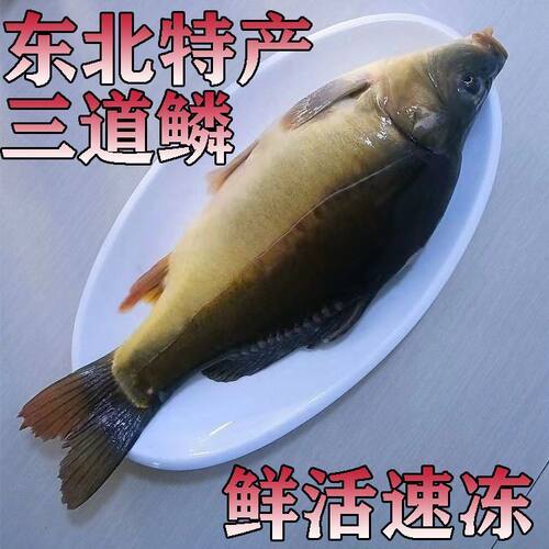 东北三道鳞无磷鱼冷水淡水鱼活鱼速冻