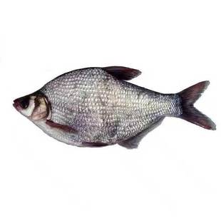 边花鱼黑龙江松花江冷水鱼