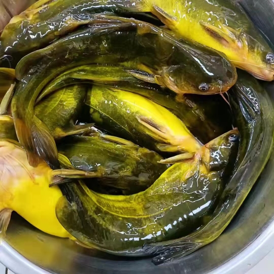 东北嘎牙子鱼冷冻东北天然淡水鱼鱼鲜活速冻新鲜食用昂刺鱼食用